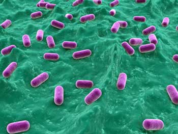 Probiotics (Lactobacillus).jpg